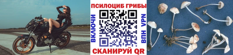Галлюциногенные грибы Psilocybe  где купить наркотик  Апрелевка 